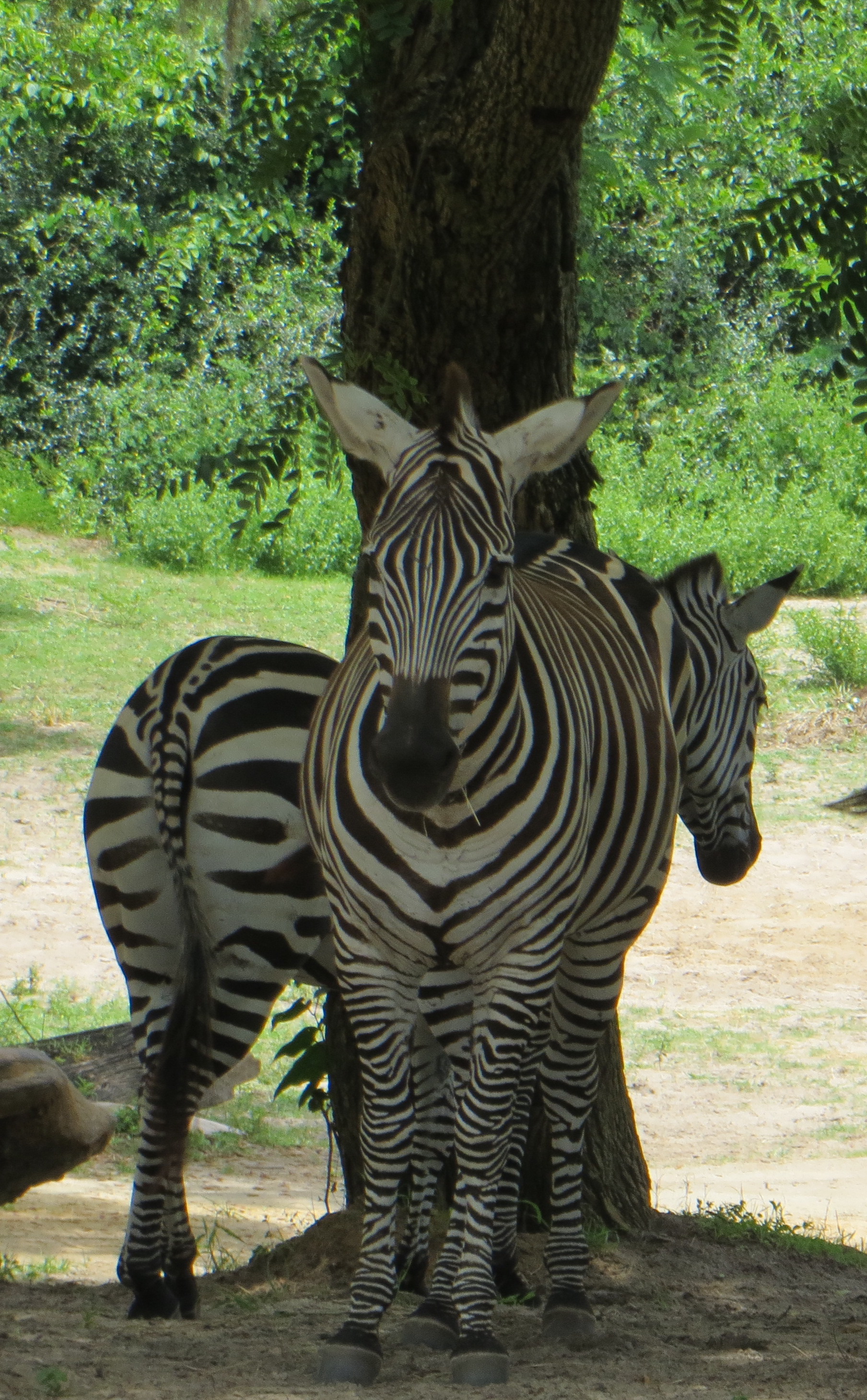 Zebras Not Horses – Health.Medicine.Music.Life.